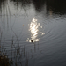 napfény -csillogás -kacsa -Feneketlen tó