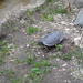 Mi az? Én is kérek! - vadkacsa és teknős a Feneketlen tó partján