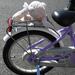 Egy hároméves biciklijének csomagtartója