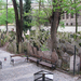 Prága: Régi zsidó temető