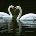 Swan Heart