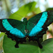 Fecskefarku smaragdszinu Papilio plinurus 4