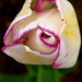 tulipfeher2