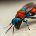 Album - Egyéb rovar (Insects)