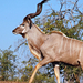 Male greater kudu