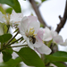 Bujkáló méhecske az almafán