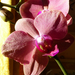 Otthoni orchideáim, 2022 01, SzG3