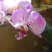 Otthoni orchideáim, 2022 01, SzG3