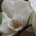 Otthoni orchideáim, 2023. 03, SzG3