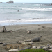 DSCN3567-elephant seal