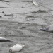 DSCN3573-elephant seal