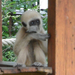 Fehér kezű gibbon (2)