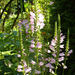 Physostegia virginiana