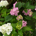 Hydrangea macrophylla