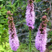 Liatris spicata