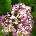 Hydrangea macrophylla 'Ayesja'