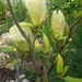 Magnolia 'Yellow River'