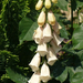 Digitalis purpurea 'Apricot Beauty'