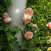 Rosa 'Abraham Darby'