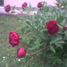 Pünkösdi rózsa 2