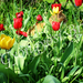 tulipános cica (L)