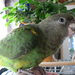 barnafejű beszélő papagáj