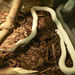 hüllőkiállítás fehér kígyó