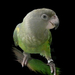 Barnus papagáj