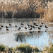 úréti tó kacsák