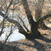 úrréti tó öreg fák