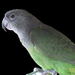 ff-barnafejű papagáj