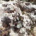 szikla-borostyán margitsziget