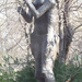 margitsziget furulya-szobor