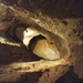 pálvölgyi barlang 8