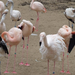 ák-flamingók1