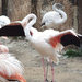 ák-flamingók2