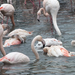 ák-flamingók5