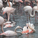 ák-flamingók6