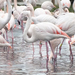 ák-flamingók7