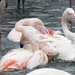 ák-flamingók pancsolnak