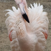 ák-flamingó-szárítkozó