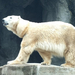 ák-jegesmedve1