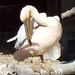 ák-pelikán tollász