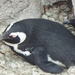 ák-pingvin-költőhely2