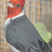 ák-pirosfejű madárka