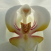 orchidea makro6