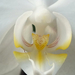 orchidea makro2