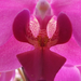 orchidea makro5