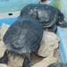 gödöllő pálmaház-teknősök