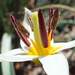 tulipánféle makro